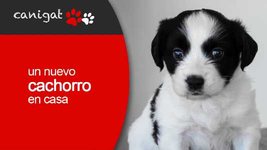 un nuevo cachorro en casa