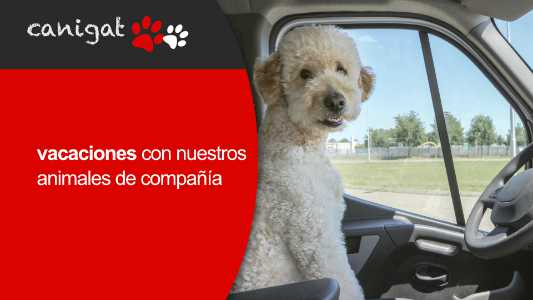 vacaciones con nuestros animales de compañia