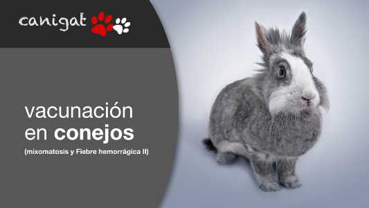 vacunación en conejos, mixomatosis y fiebre hemorrágica II