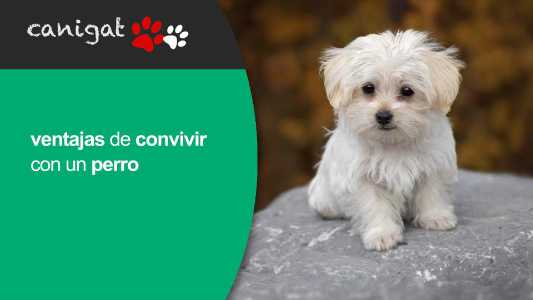 ventajas de convivir con un perro