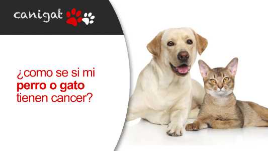 ¿cómo se si mi perro o gato tienen cáncer?