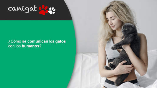 ¿Cómo se comunican los gatos con los humanos?