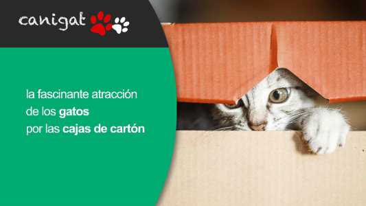 la fascinante atracción de los gatos por las cajas de cartón
