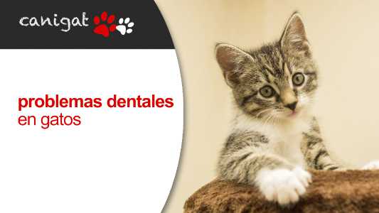 problemas dentales en gatos